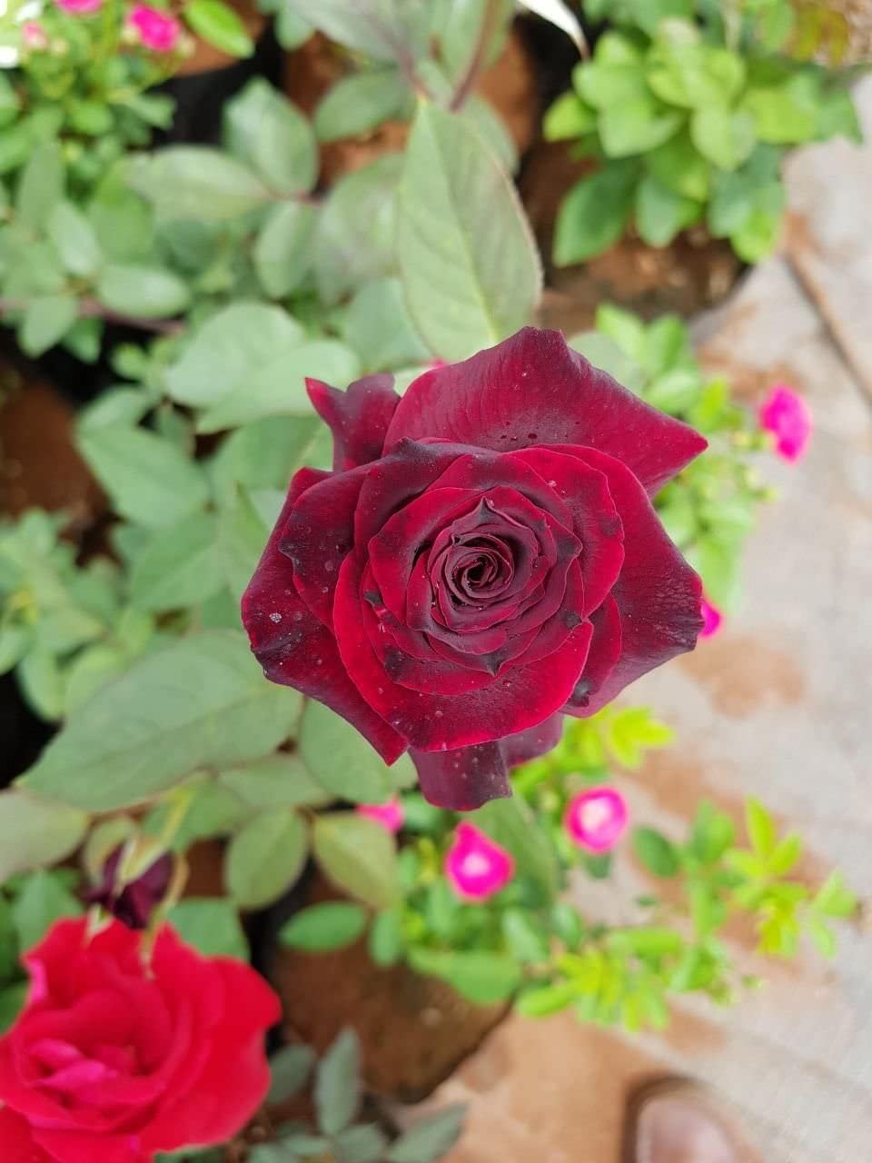 Maroon (Maroon Rose) seeds for planting in home garden