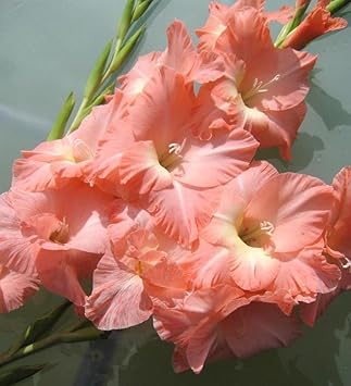 Peach Gladiolus Flower seeds for Planting - Cut Flower Favorite, Heirloom & GMO Free Seeds for Home Garden
 
 Sale for planting in home garden