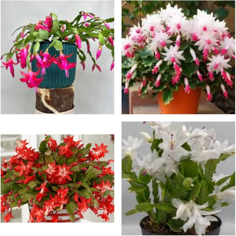 Schlumbergera Flower Seeds Planting For Festive Blooms - Seed Lively Holiday Decorations In Your