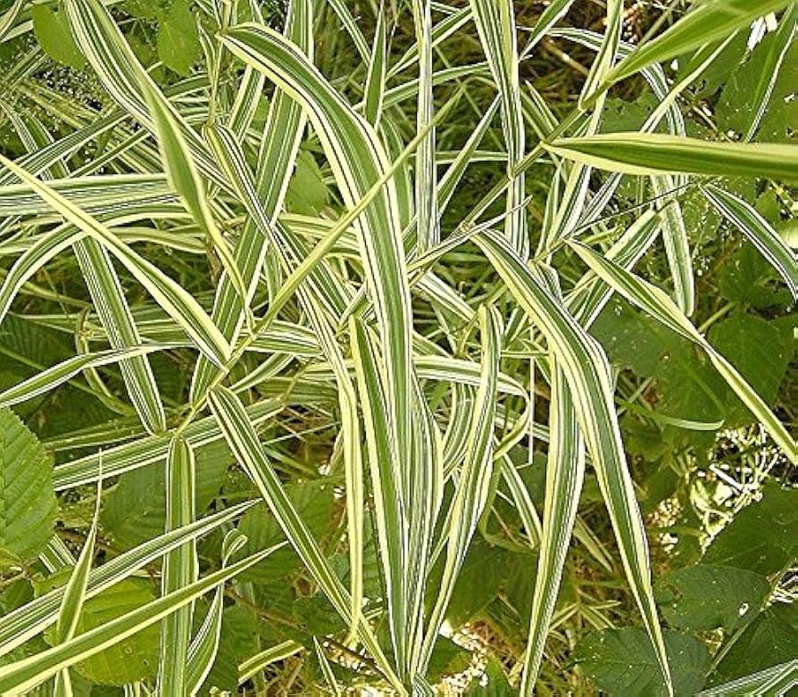 Phalaris Arundinacea ribbon grass seeds for planting
