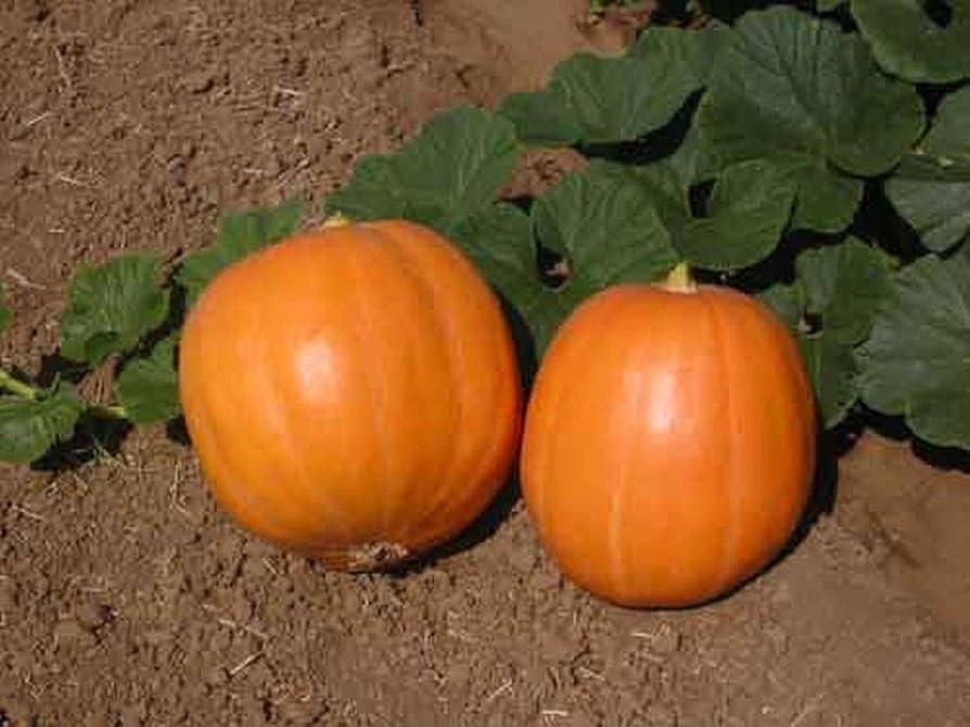 Mammoth Gold Pumpkin Seeds for large decorative pumpkins