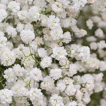 Baby's-Breath Flower seeds for Planting - Bright Blooms, Heirloom & GMO Free Seeds for Home Garden
 
 Sale for planting in home garden.