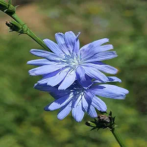 Chicory Flower Cichorium intybus for planting in flower bed
