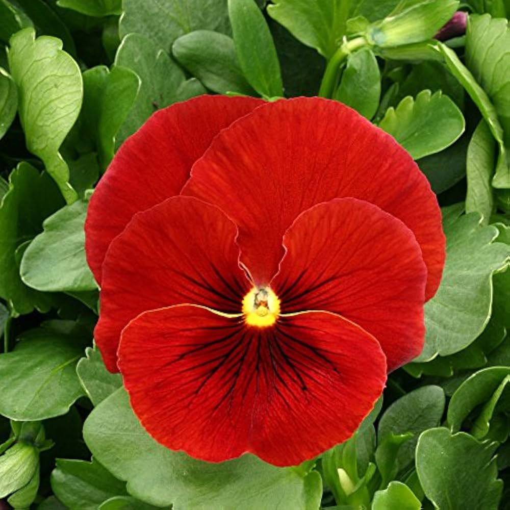 Pansy Flower seeds for Planting - Colorful Display, Heirloom & GMO Free Seeds for Home Garden
 
 Sale for planting in home garden.