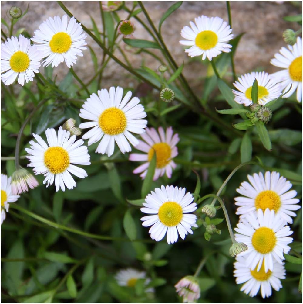 Mixed Karvinskianus Profusion Flower seeds for Planting - Perfect for Borders, Heirloom & GMO Free Seeds for Home Garden
 
 Sale for planting in home garden