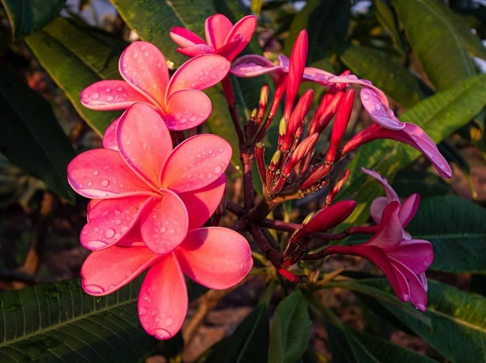 Plumeria Plumeria spp. for planting in tropical garden