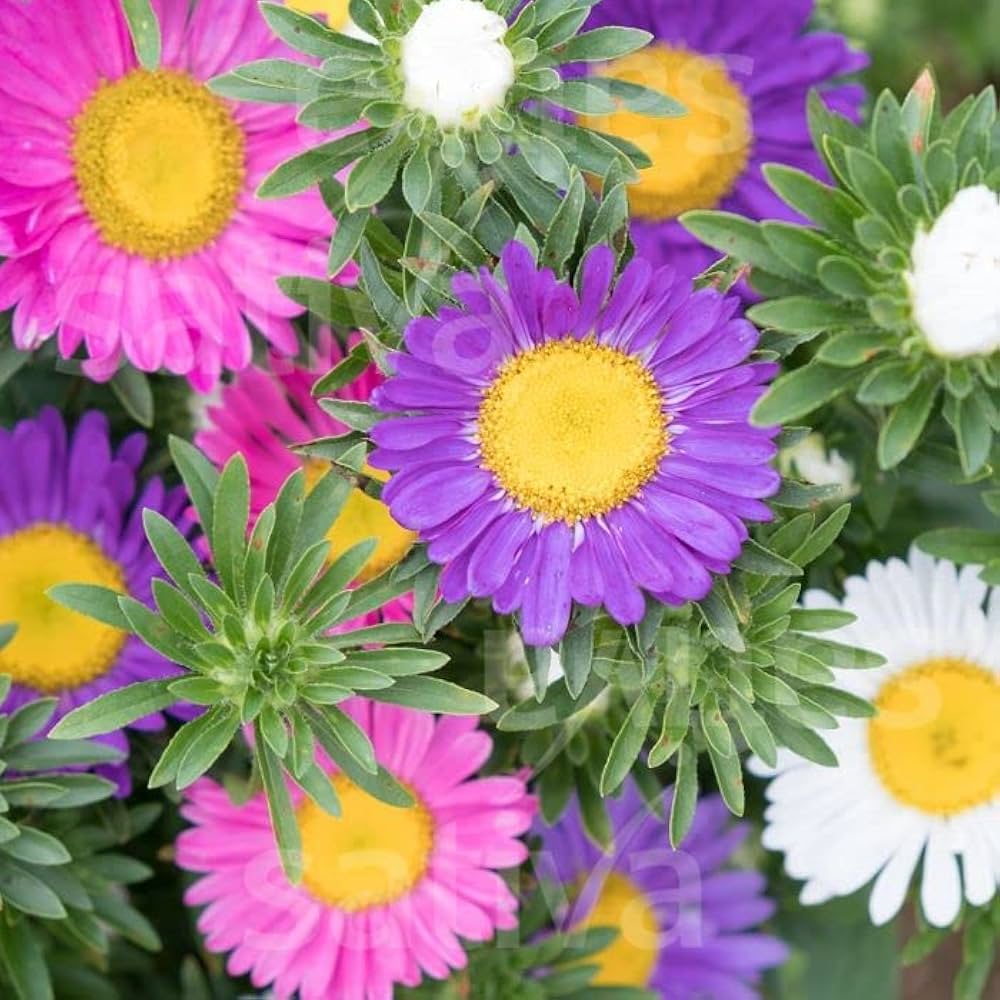 Callistephus chinensis Aster Seeds for planting in flower bed