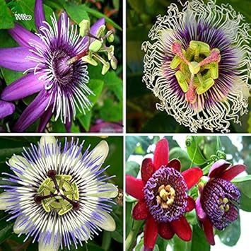 Mix Passiflora Flower seeds for Planting - Fragrant Blossoms, Heirloom & GMO Free Seeds for Home Garden
 
 Sale seeds for planting in home garden