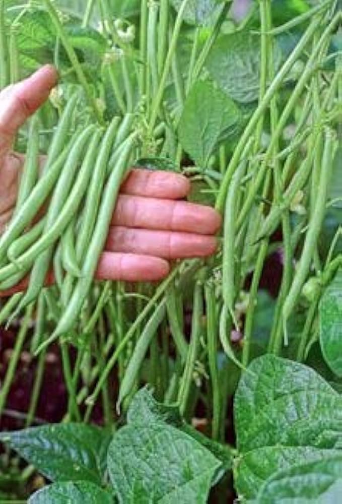 Meter long bean Vigna unguiculata vegetable seeds