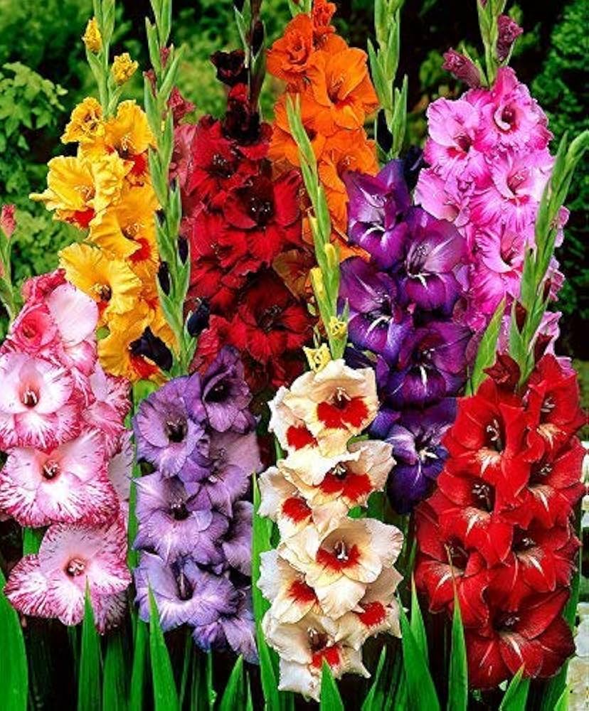 Red And White Gladiolus Flower Seeds For Planting: Premium Quality Bulbs Stunning Garden Displays