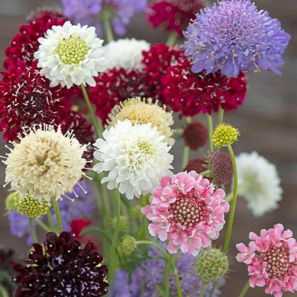 Yellow Scabious Flower seeds for Planting - Easy to Grow, Heirloom & GMO Free Seeds for Home Garden
 
 Sale seeds for planting in home garden