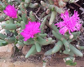 Pink Namaquanthus Flower seeds for Planting - Vibrant Colors, Heirloom & GMO Free Seeds for Home Garden
 
 Sale for planting in home garden