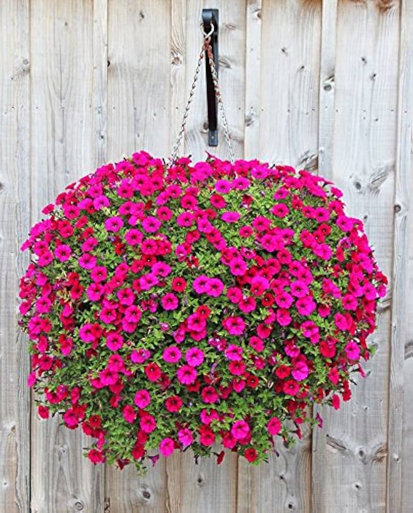 Freiheit Pink Petunia flower seeds for vibrant garden displays