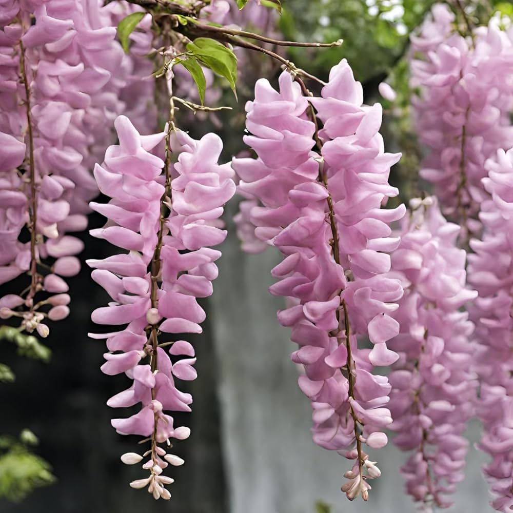 Pink Wisteria Flower seeds for Planting - Bright Blooms, Heirloom & GMO Free Seeds for Home Garden
 
 Sale for planting in home garden.