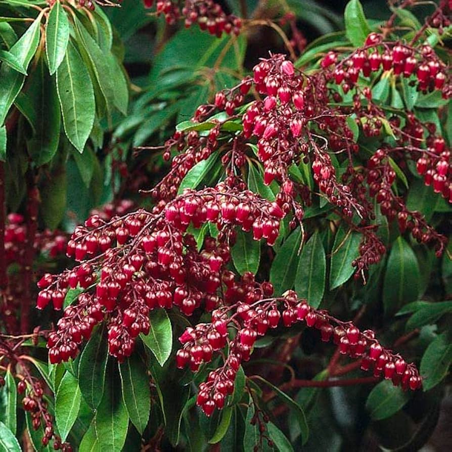 Burgundy Orchid Phalaenopsis spp. for planting in flower pot