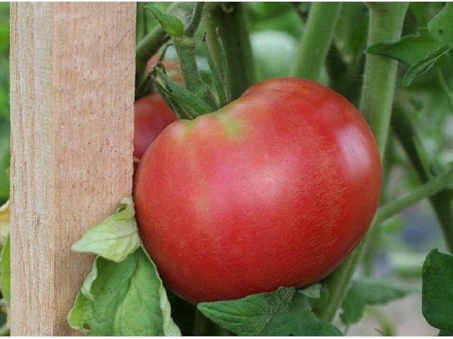 Red Rose Tomato Solanum lycopersicum for planting in home garden
