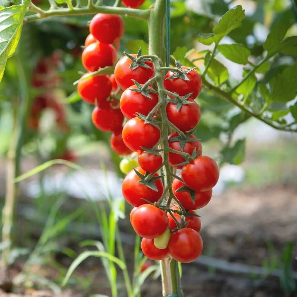 Cherry Tomato Solanum lycopersicum for planting in vegetable patch