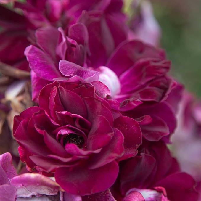 Burgundy Rose Planting Seeds Flower