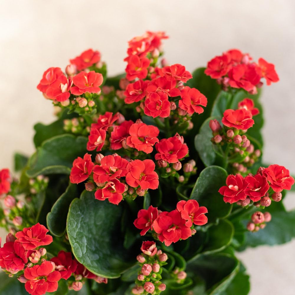 Red Kalanchoe Humilis Flower seeds for Planting - Low Maintenance, Heirloom & GMO Free Seeds for Home Garden
 
 Sale for planting in home garden.