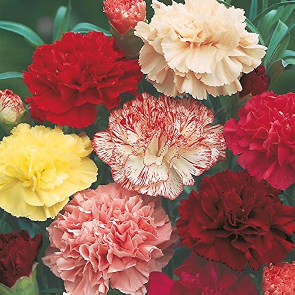 Pieces 16 Colors Carnation Perennial Flowers