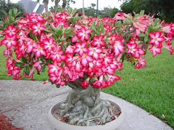 Adenium Flower seeds for Planting Easy to Grow Heirloom & GMO Free Seeds for Home Garden 
 
 Sale for planting in home garden