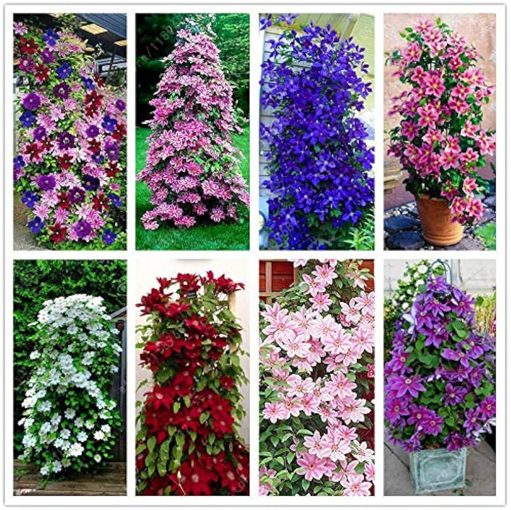 Mixed Colors Clematis Flower Vines Perennial Climbing Flower seeds for Planting - Garden Favorite, Heirloom & GMO Free Seeds for Home Garden
 
 Sale seeds for home garden