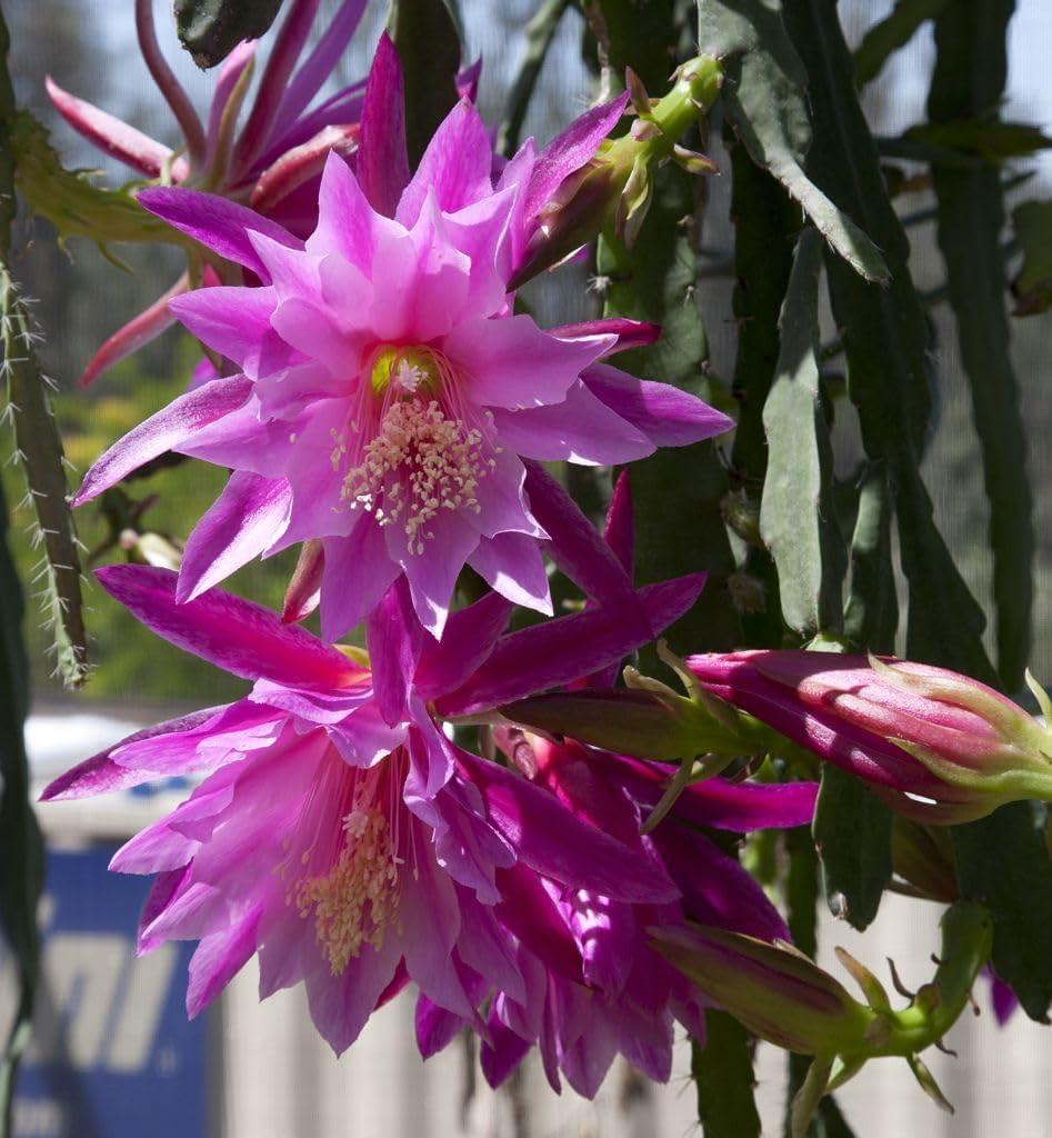 Purple (Purple Epiphyllum) seeds for planting in home garden