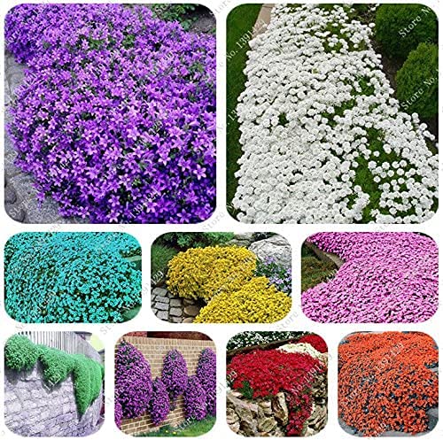 Mix Creeping Thyme Flower seeds for Planting - Sun Loving, Heirloom & GMO Free Seeds for Home Garden
 
 Sale seeds for home garden