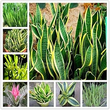 Sansevieria Flower seeds for Planting - Cut Flower Favorite, Heirloom & GMO Free Seeds for Home Garden
 
 Sale seeds for home garden