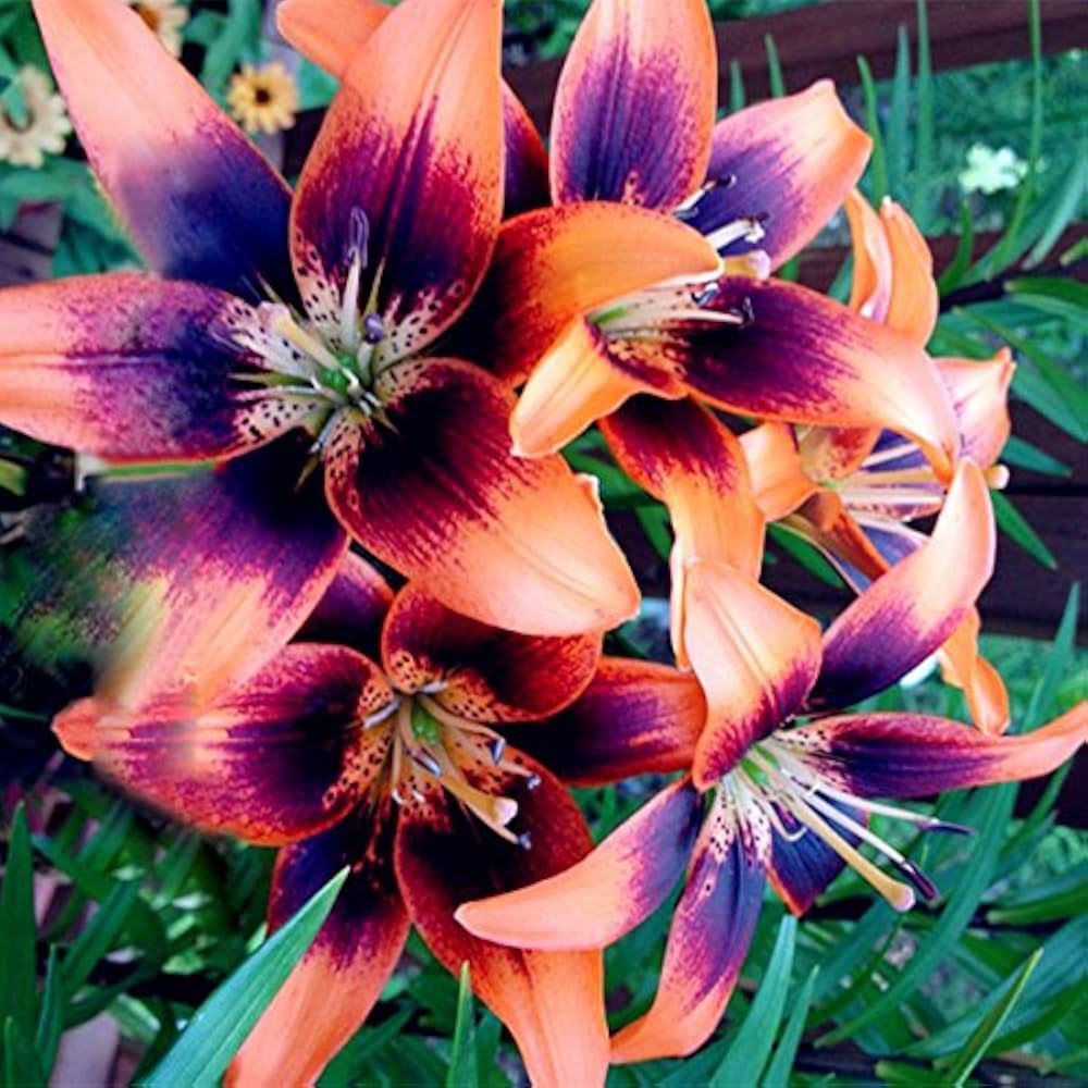 Blue Heart Lily Lilium spp. Seeds for planting in flower bed