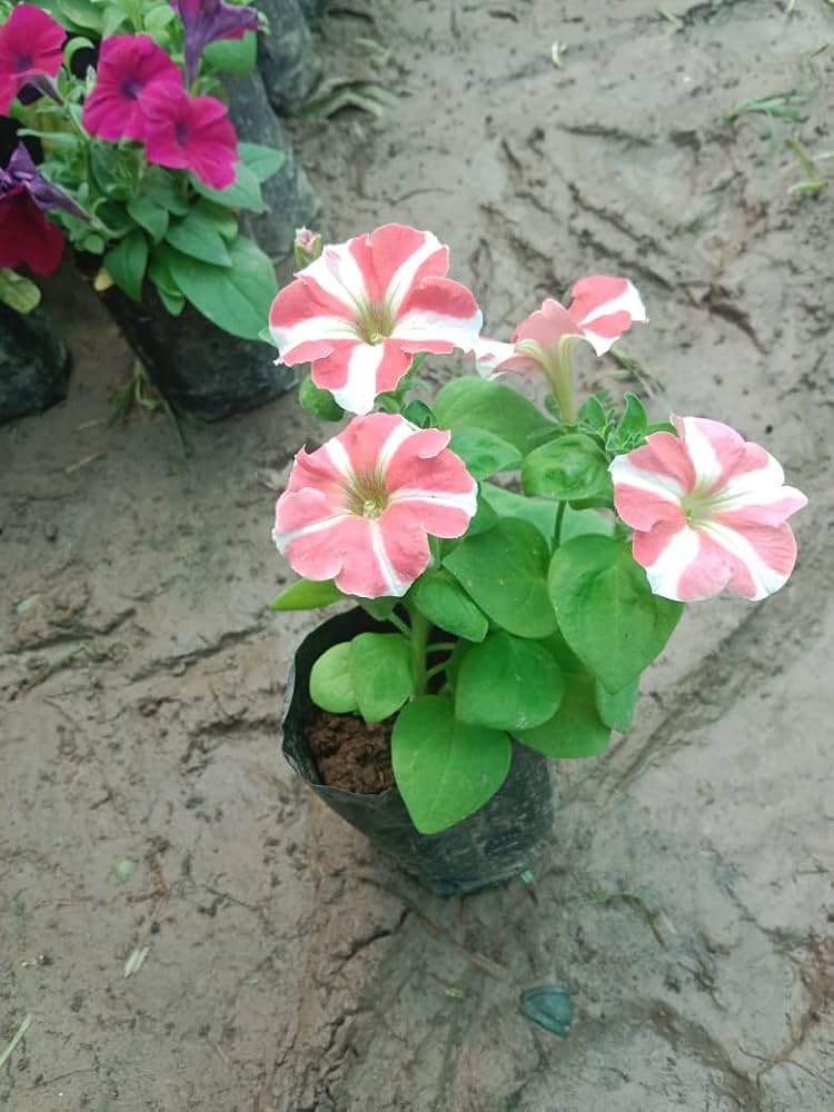 Mixed Petunia Petunia Hybrida Seeds for planting in window garden