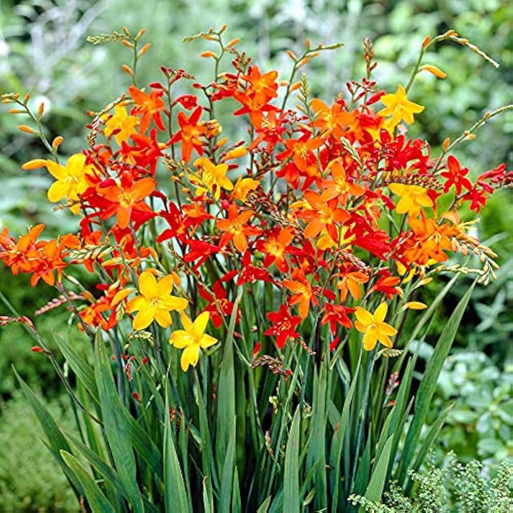 Crocosmia Flower seeds for Planting - Wildflower Mix, Heirloom & GMO Free Seeds for Home Garden
 
 Sale seeds for planting in home garden
