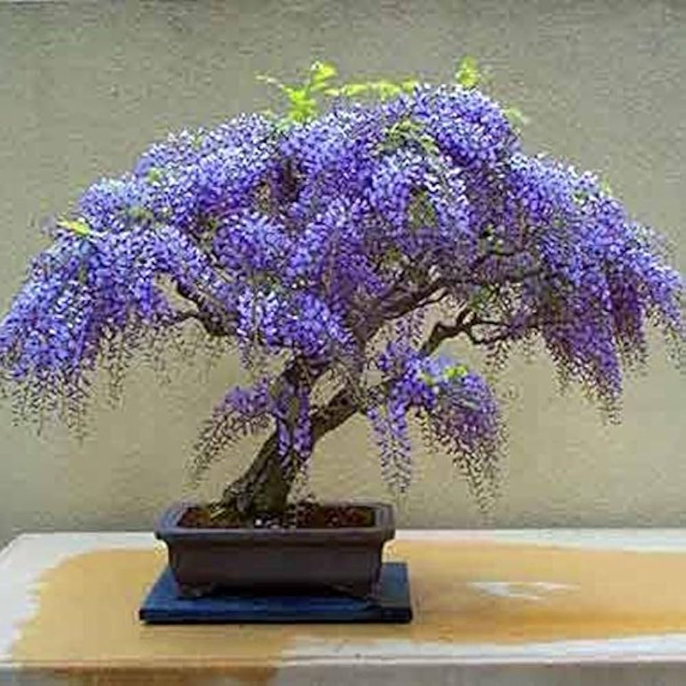 Chinese Blue Wisteria Bonsai Seeds for Elegant Purple Flowers