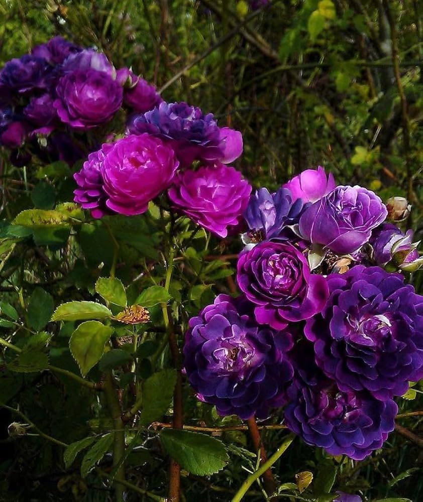 Dark Violet Rose Flower Seeds For Planting - Vibrant And Fragrant