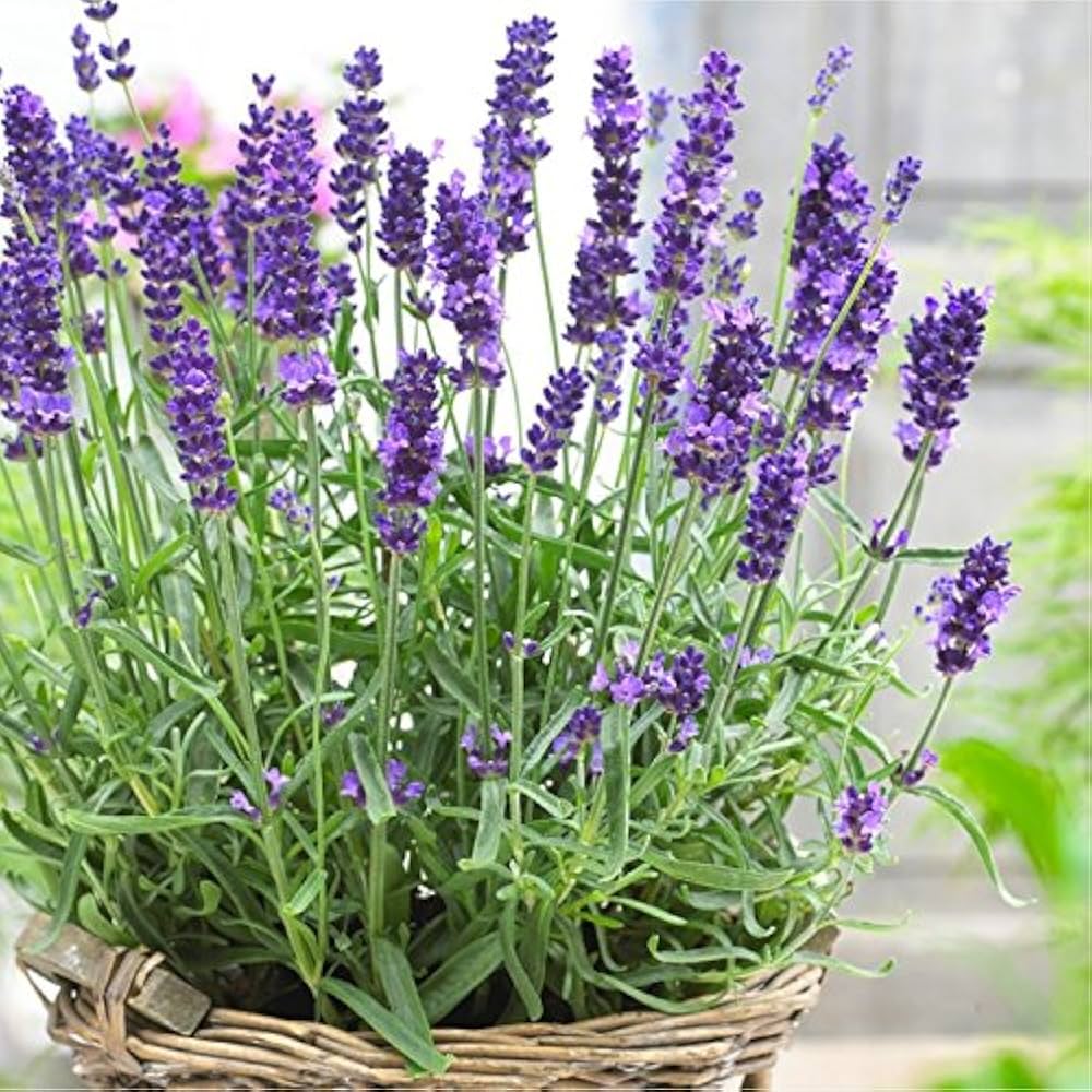 Lavender Lavandula Angustifolia flower seeds for planting in fragrant garden
