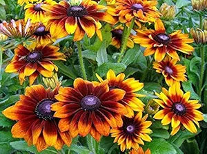 Rudbeckia Hirta Rudbeckia hirta for planting in flower bed