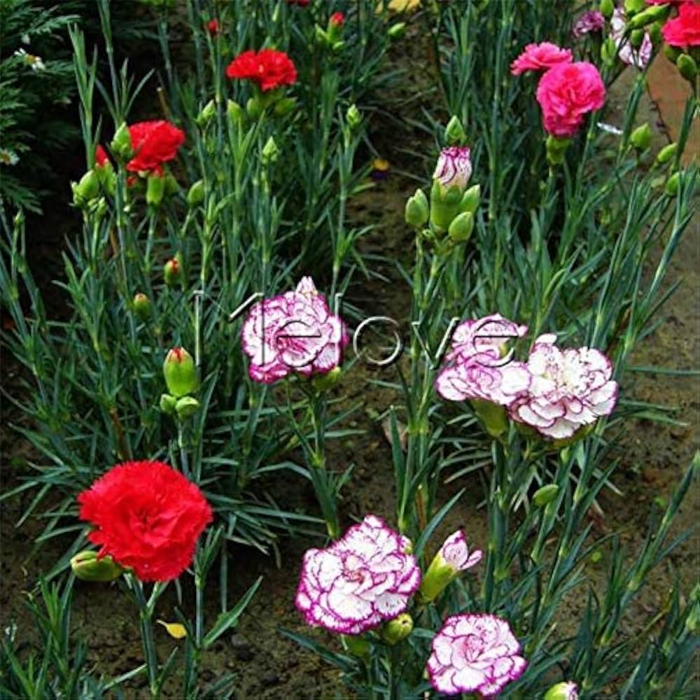 Mixed Color Carnation Flower Seeds for fragrant, colorful blooms