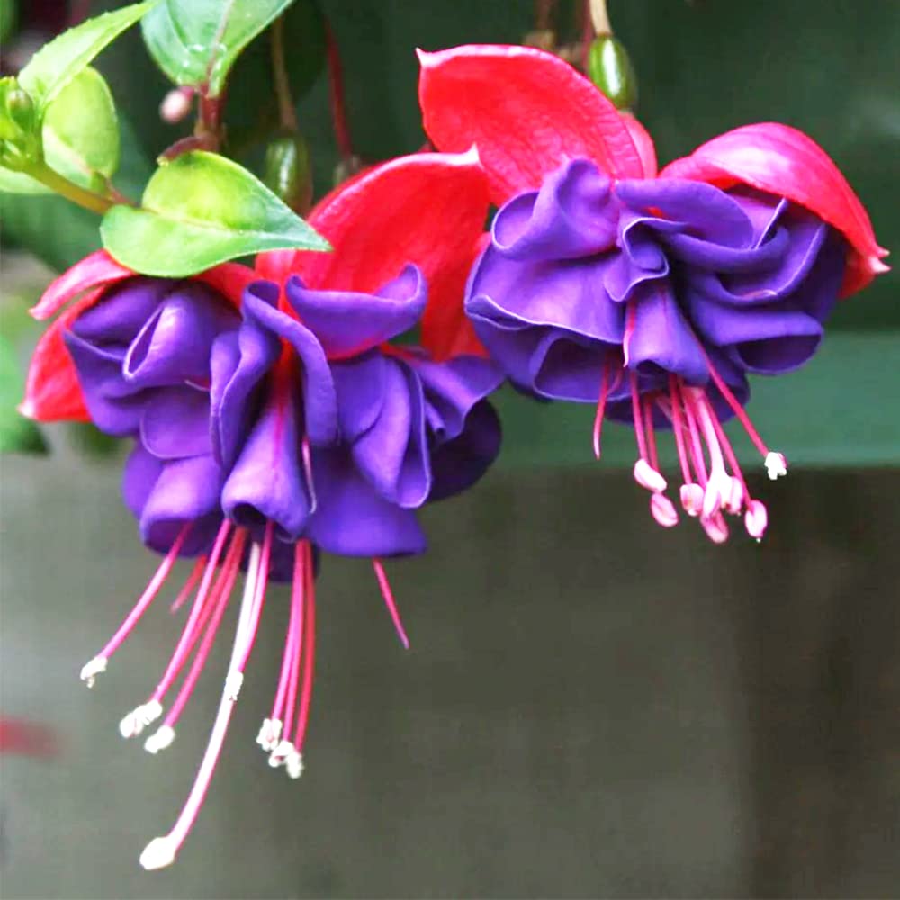 Fuchsia (Fuchsia Perennial) seeds for planting in home garden