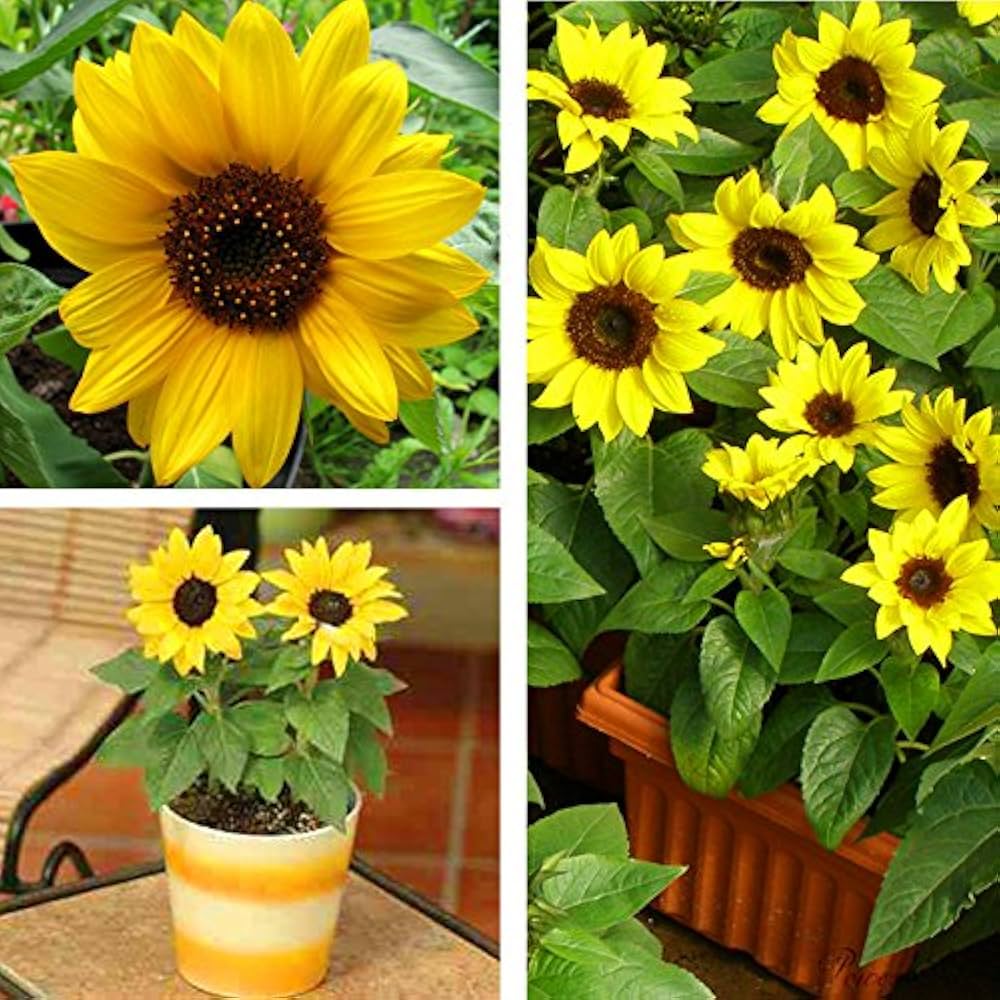 Dwarf sunflower seeds mini variety 40cm height