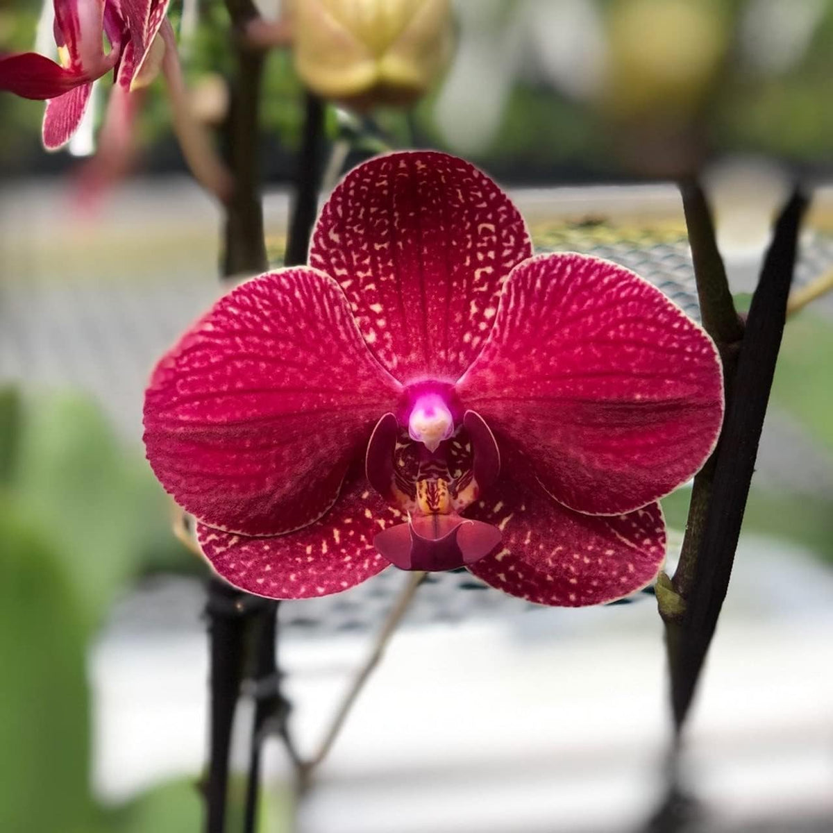 Deep Red Phalaenopsis Orchid Flower Seeds Flower seeds for Planting Colorful Display Heirloom & GMO Free Seeds for Home Garden 
 
 Sale for planting in home garden