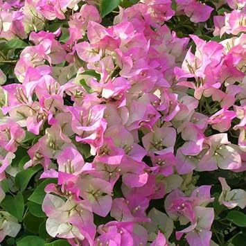 Pink & White Bougainvillea Flower seeds for Planting - Perfect for Borders, Heirloom & GMO Free Seeds for Home Garden
 
 Sale seeds for planting in home garden