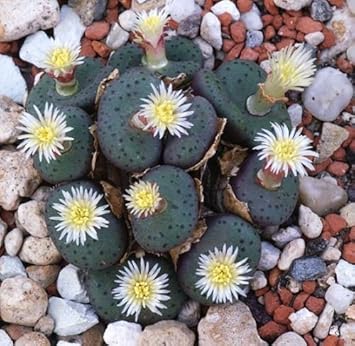 Green Conophytum Obcordellum Flower seeds for Planting - Perfect for Borders, Heirloom & GMO Free Seeds for Home Garden
 
 Sale seeds for home garden