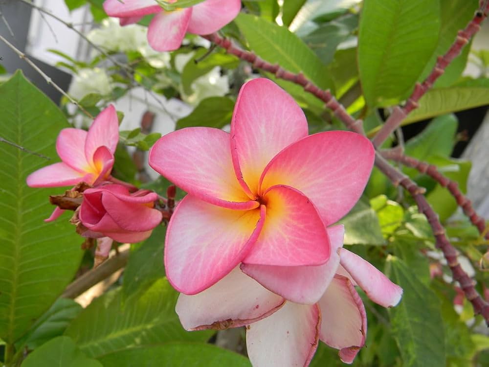 Orange Plumeria Plumeria rubra for planting