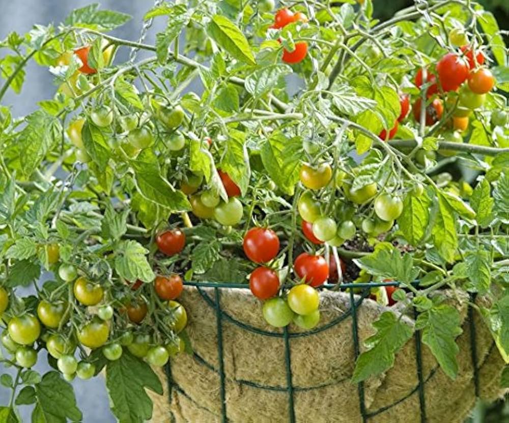 Vishenka Cherry Tomato Seeds (4G) for Heirloom Home Garden Tomatoes