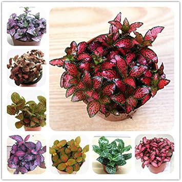 Mixed Fittonia Verschaffeltii Flower seeds for Planting - Cut Flower Favorite, Heirloom & GMO Free Seeds for Home Garden
 
 Sale seeds for home garden