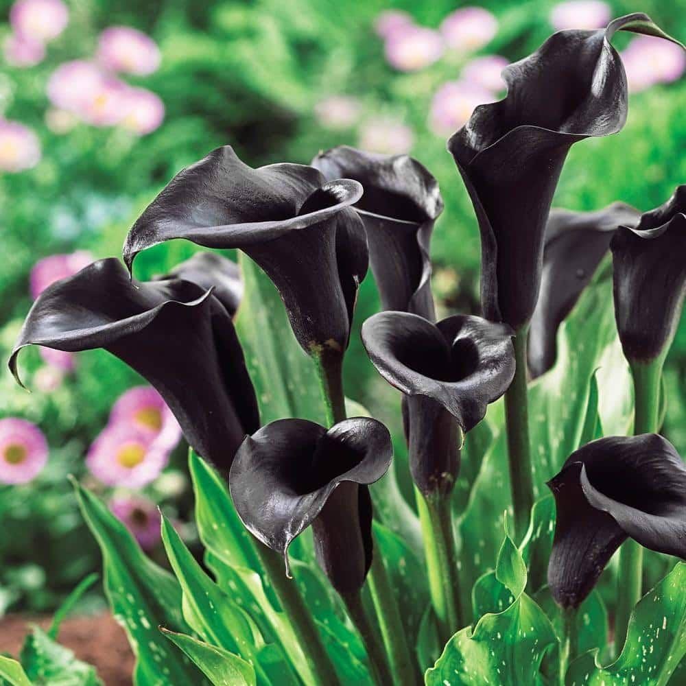 Red Edge Black Calla Lily Zantedeschia for planting in garden