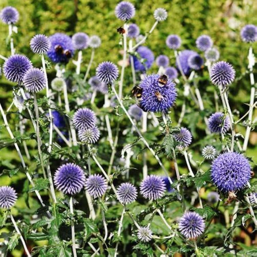 Blue Globe Thistle Echinops bannaticus Seeds for planting in flower bed