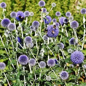 Blue Globe Thistle (Echinops Ritro) Flower Seeds for Home Gardens