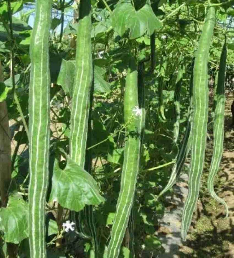 Snake Gourd Trichosanthes Cucumerina Seeds for planting in vegetable patch