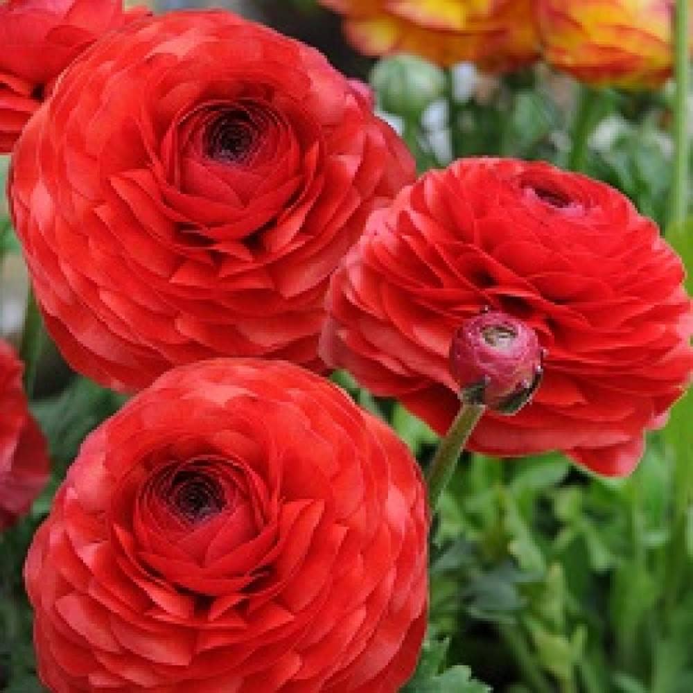 Rouge Ranunculus Ranunculus asiaticus for planting in flower bed